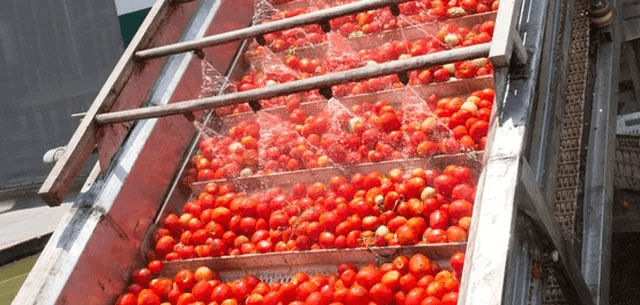 Tomato processing industry in India – future trends and key opportunities