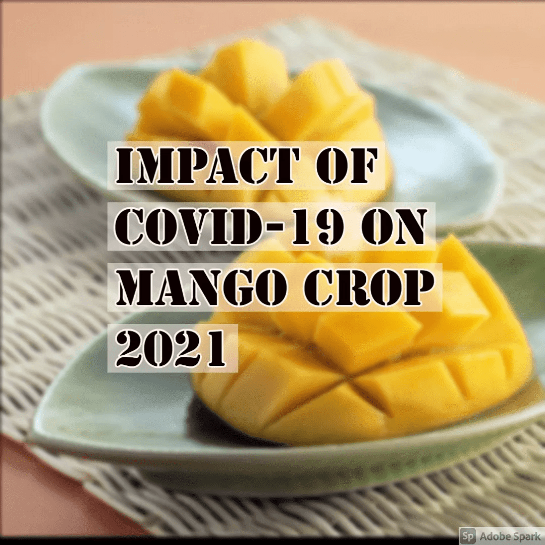 ORGANIC MARKET The potential impact of Covid -19 on Mango crop 2021