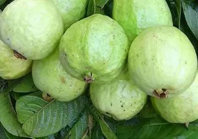 Guava – Varieties in India, Production, Seasons, and Economic Importance.