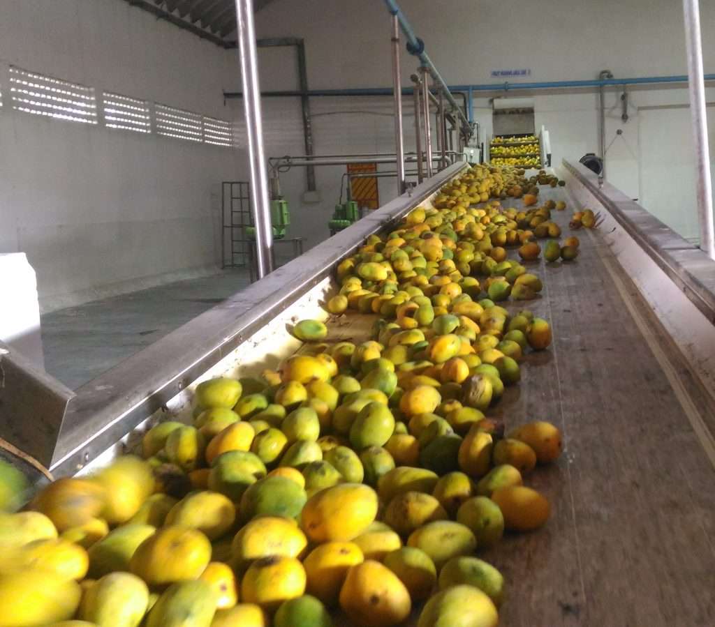 Mango pulp processing