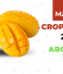 Mango crop report 2023 | Alphonso and totapuri – ABC Fruits
