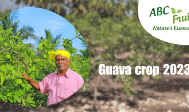 Guava Crop 2023