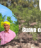 Guava Crop 2023 – Guava harvest season and crop analysis
