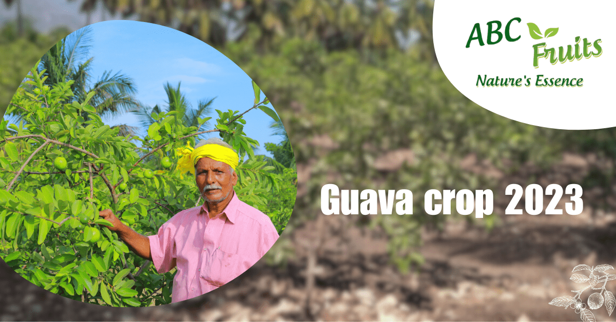 Guava Crop 2023