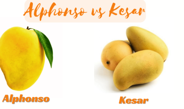 Alphonso vs Kesar mango