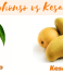 Alphonso vs Kesar mango – ABC Fruits