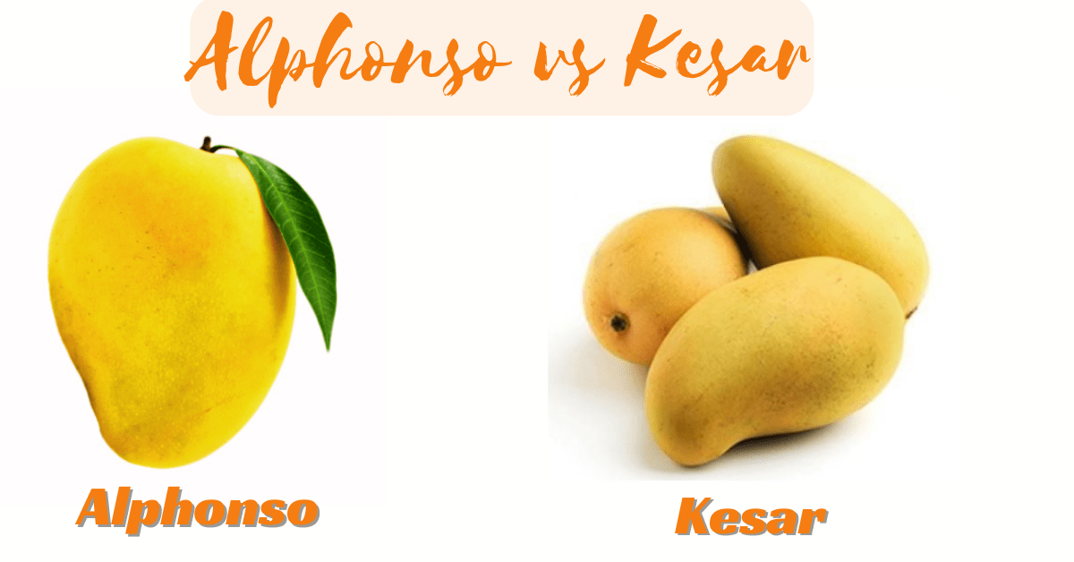 Alphonso vs Kesar mango – ABC Fruits