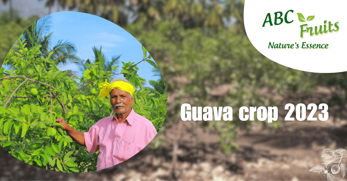Guava crop report 2023