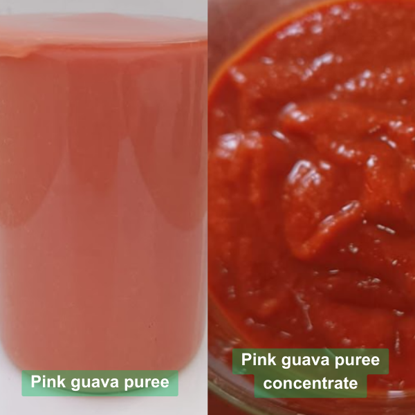 Puree-vs-Concentrate